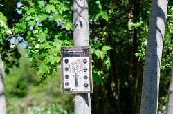 Nature Area Tree Sign