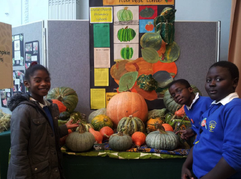 A selection of pumpkins and squash grown by Christ Church Primary Pupils