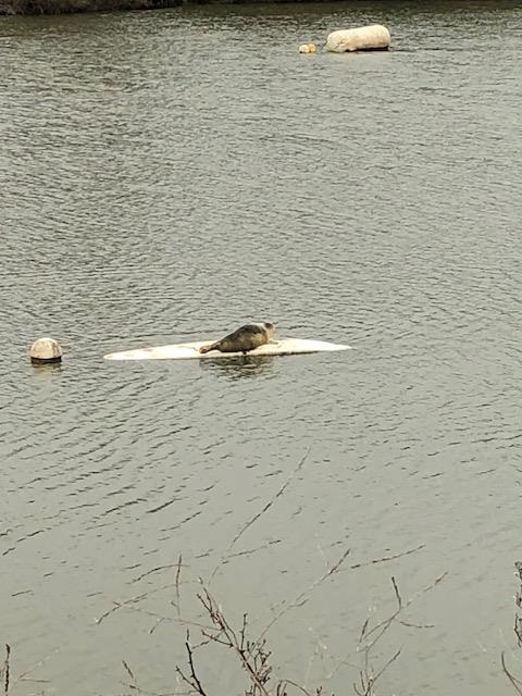 Seal spotted on surfboard in lake at Thames Young Mariners by The Thames