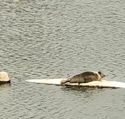 Seal on a surfboard at Thames Young Mariners